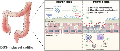 Shen-Ling-Bai-Zhu-San alleviates the imbalance of intestinal homeostasis in dextran sodium sulfate-induced colitis mice by regulating gut microbiota and inhibiting the NLRP3 inflammasome activation