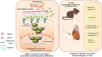 Hapln1 promotes dedifferentiation and proliferation of iPSC-derived cardiomyocytes via promoting versican-based GDF11 trapping