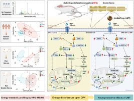 Targeted metabolomics reveals the aberrant energy status in diabetic peripheral neuropathy and the neuroprotective mechanism of traditional Chinese medicine JinMaiTong
