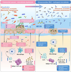 Ginsenoside Rk3 modulates gut microbiota and regulates immune response of group 3 innate lymphoid cells to against colorectal tumorigenesis