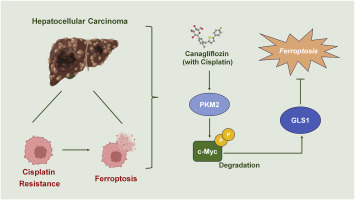 Canagliflozin reduces chemoresistance in hepatocellular carcinoma through PKM2-c-Myc complex-mediated glutamine starvation