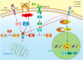 Melatonin alleviates early brain injury by inhibiting the NRF2-mediated ferroptosis pathway after subarachnoid hemorrhage