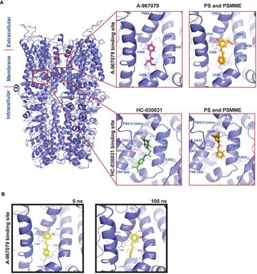 Stilbenoid compounds inhibit NF-κB-mediated inflammatory responses in the Drosophila intestine