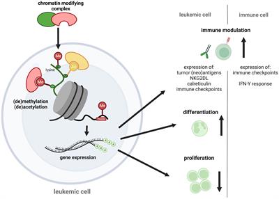 Epigenetic targeting to enhance acute myeloid leukemia-directed immunotherapy
