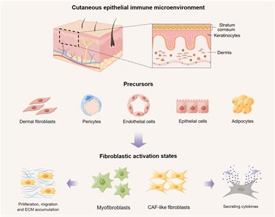 New insight into the role of fibroblasts in the epithelial immune microenvironment in the single-cell era