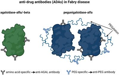 Characterization of pre-existing anti-PEG and anti-AGAL antibodies towards PRX-102 in patients with Fabry disease