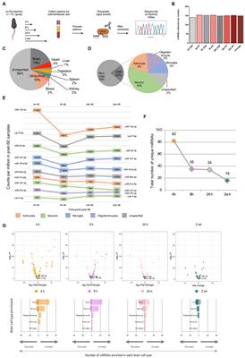 Brain cell-specific origin of circulating microRNA biomarkers in experimental temporal lobe epilepsy