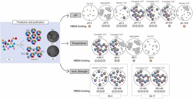 Biological and physico-chemical characterization of human norovirus-like particles under various environmental conditions