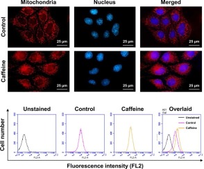 Caffeine causes cell cycle arrest at G0/G1 and increases of ubiquitinated proteins, ATP and mitochondrial membrane potential in renal cells