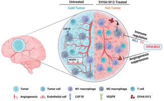 Preclinical and early clinical studies of a novel compound SYHA1813 that efficiently crosses the blood–brain barrier and exhibits potent activity against glioblastoma