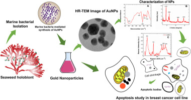 Green nanotechnology approaches using Mesobacillus jeotgali ADCG SIST 4 strain synthesized gold nanoparticles for anticancer studies
