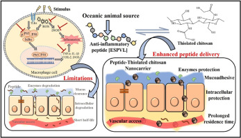 Development and in vitro effects of thiolated chitosan nanoparticles for the sustained delivery of inflammation suppressing bioactive peptide