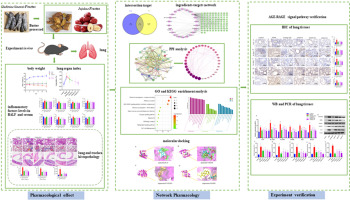 Gleditsiae sinensis fructus Pills combined with Jujubae fructus attenuate chronic bronchitis via regulation of AGE-RAGE signaling pathway
