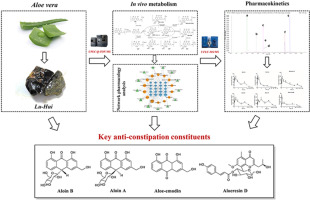 In vivo metabolism combined network pharmacology to identify anti-constipation constituents in Aloe barbadensis Mill