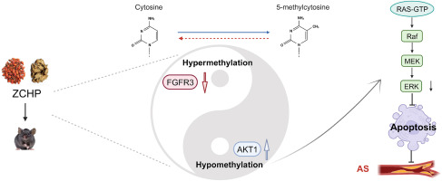 Zhizi-Chuanxiong herb pair alleviates atherosclerosis progression in ApoE−/− mice by promoting the methylation of FGFR3 to inhibit MAPK/ERK-mediated apoptosis