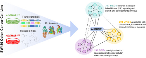 Multi-omics profiling reveals cellular pathways and functions regulated by ALDH1B1 in colon cancer cells