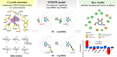 Structural basis for inhibition of a GH116 β-glucosidase and its missense mutants by GBA2 inhibitors: Crystallographic and quantum chemical study