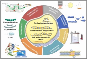 Production of different molecular weight glycosaminoglycans with microbial cell factories