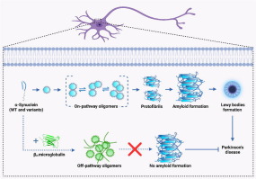 An Innate Host Defense Protein; β2-Microglobulin Keeps a Check on α-Synuclein Amyloid Assembly: Implications in Parkinson's disease