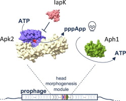 Characterization of a (p)ppApp synthetase belonging to a new family of polymorphic toxin associated with temperate phages