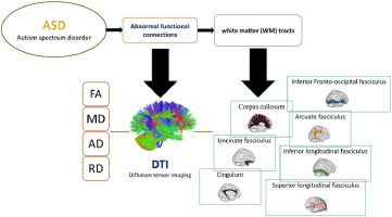 Impaired white matter integrity in infants and young children with autism spectrum disorder: What evidence does diffusion tensor imaging provide?