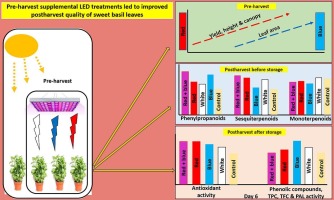 Pre-harvest supplemental LED treatments led to improved postharvest quality of sweet basil leaves