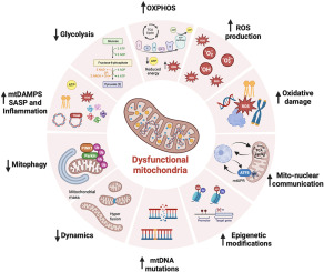 Mitochondria pleiotropism in stem cell senescence: Mechanisms and therapeutic approaches