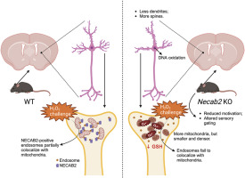 NECAB2 is an endosomal protein important for striatal function