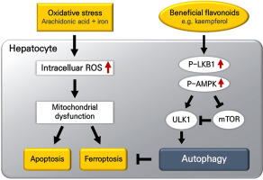 Kaempferol stimulation of autophagy regulates the ferroptosis under the oxidative stress as mediated with AMP-activated protein kinase