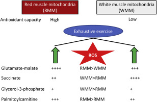 Exhaustive exercise alters native and site-specific H2O2 emission in red and white skeletal muscle mitochondria