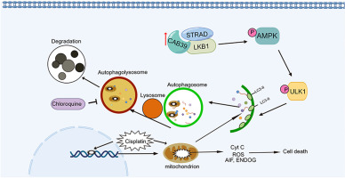 CAB39 promotes cisplatin resistance in bladder cancer via the LKB1-AMPK-LC3 pathway