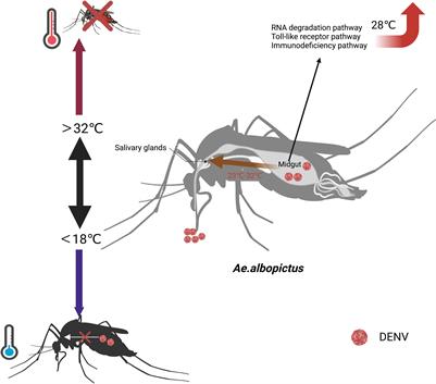 The effect of temperature on dengue virus transmission by Aedes mosquitoes
