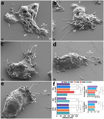 Characterization of the extracellular vesicles, ultrastructural morphology, and intercellular interactions of multiple clinical isolates of the brain-eating amoeba, Naegleria fowleri