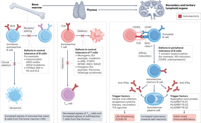Anti-cytokine autoantibodies: mechanistic insights and disease associations