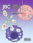 The endoplasmic reticulum–localized enzyme zDHHC6 mediates S-acylation of short transmembrane constructs from multiple type I and II membrane proteins