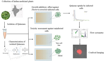 Growth inhibitory effect of selected quinones from Indian medicinal plants against Theileria annulata