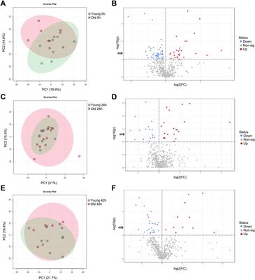 Equine maternal aging affects the metabolomic profile of oocytes and follicular cells during different maturation time points