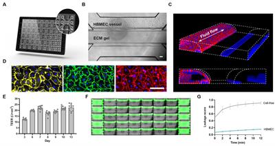 Human BBB-on-a-chip reveals barrier disruption, endothelial inflammation, and T cell migration under neuroinflammatory conditions