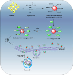 Inorganic gold nanoparticles-TAT hybrid for the effective delivery of doxorubicin into cancer cells