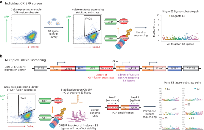Defining E3 ligase–substrate relationships through multiplex CRISPR screening