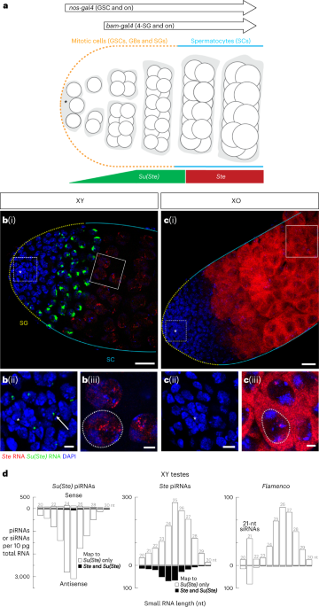 A maternally programmed intergenerational mechanism enables male offspring to make piRNAs from Y-linked precursor RNAs in Drosophila