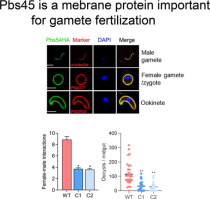 Functional characterization of a conserved membrane protein, Pbs54, involved in gamete fertilization in Plasmodium berghei