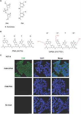 Cell-permeable peptide nucleic acid antisense oligonucleotide platform targeting human betacoronaviruses