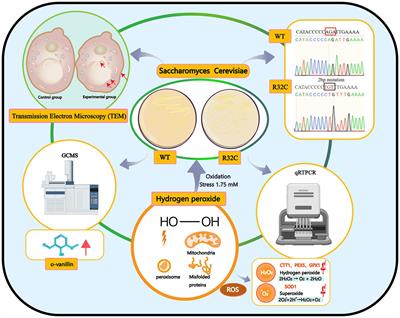 Unraveling the functional consequences of a novel germline missense mutation (R38C) in the yeast model of succinate dehydrogenase subunit B: insights into neurodegenerative disorders