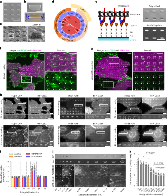 Curved adhesions mediate cell attachment to soft matrix fibres in three dimensions