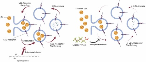 Legacy perfluoro-alkyl substances impair LDL-cholesterol uptake independently from PCSK9-function