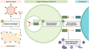 Prioritization of infectious epitopes for translational investigation in type 1 diabetes etiology