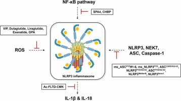 Mechanisms of NLRP3 inflammasome activation and the development of peptide inhibitors