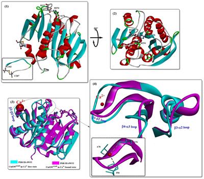 Recent advances in the biodegradation of polyethylene terephthalate with cutinase-like enzymes