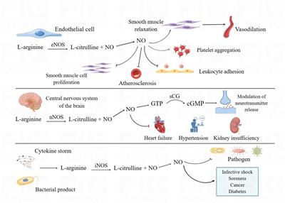 Inhaled nitric oxide: can it serve as a savior for COVID-19 and related respiratory and cardiovascular diseases?